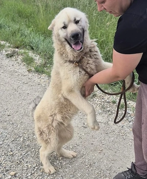 Loki, prächtiger und lieber Akita Mischling Bild 2