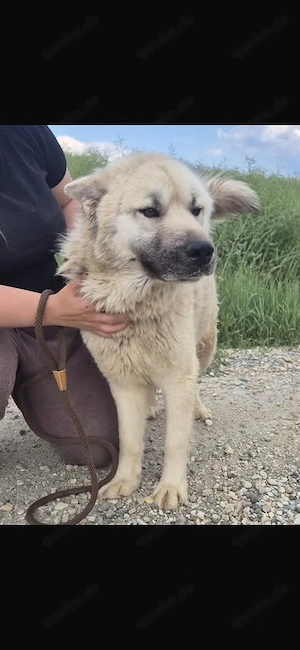 Loki, prächtiger und lieber Akita Mischling Bild 3