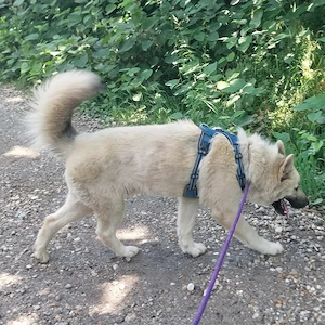 Loki, prächtiger und lieber Akita Mischling Bild 6