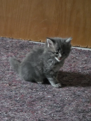 Maine Coon-Babys 
