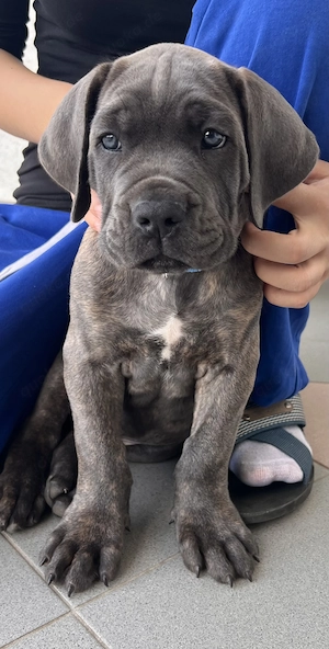 Cane Corso Welpe Rüde 