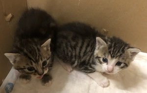 2 süße weibliche Babykatzen abzugeben 