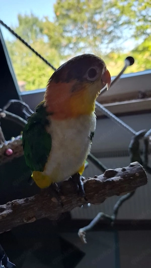 2 Rostkappenpapagei Weibchen, 12Wochen alt,handzahm, abzugeben