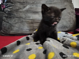 kitten vom 6.08.2026