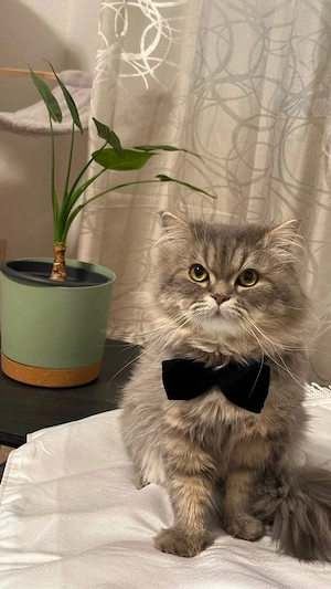 Deckkater hat Termine frei Nicht zum Verkauf Bild 2