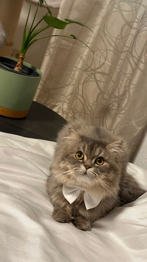 Deckkater hat Termine frei Nicht zum Verkauf