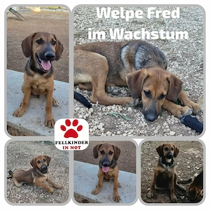 Mischlingswelpe Fred sucht sein Zuhause 