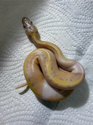 Python regius Königspython NZ 26 für Hamm