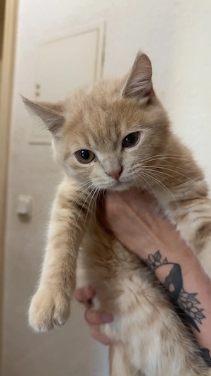 Männliche BKH-Katze Bild 3