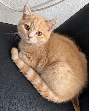 Männliche BKH-Katze Bild 2