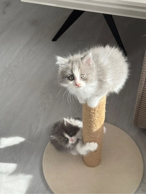 Vier Kitten lang- und kurzhaar abzugeben