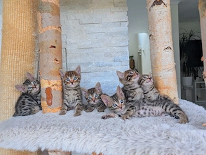 Bengal Kitten 