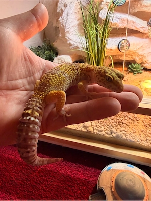 0.2 Eublepharius Macularius Leopardgeckos 