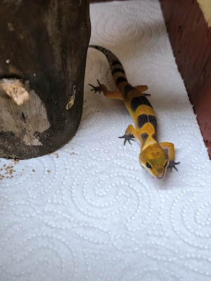 leopartgecko 