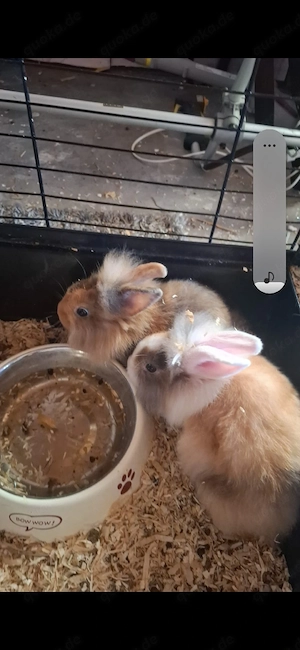 Zwergkaninchen ca 14 wochen alt 