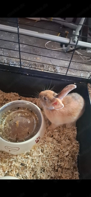 Zwergkaninchen ca 14 wochen alt  Bild 2