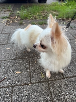 Chihuahua 