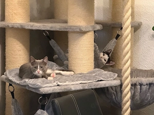 Kitten suchen Traumzuhause