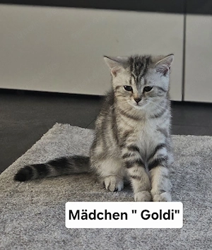 Titel: BKH-Kitten "Goldi"   Kluges & aktives Katzenmädchen sucht ein Zuhause!  
