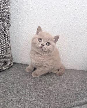 Britisch-kurzhaar Kater