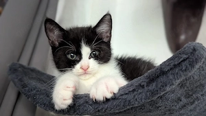 Katze Kitten Kater BKH