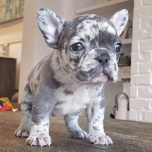 Französische Bulldogge Rüde 