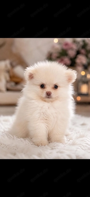 Hund Welpe Pomerania Teddy Nilo 