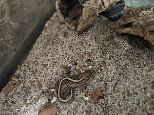 Madagasgar Großkopfgecko Paroedura picta