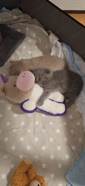 BKH Kitten Reinrassige  