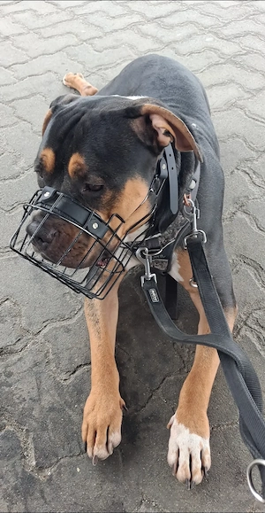 American Bully Mischling