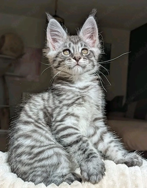    Wunderschöne Maine-Coon-Kätzchen abzugeben   
