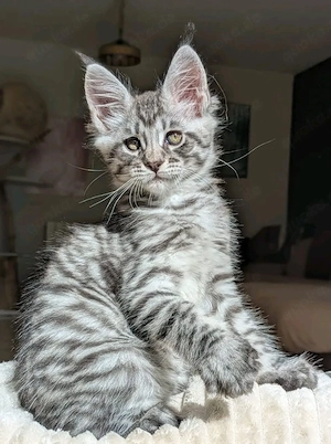    Wunderschöne Maine-Coon-Kätzchen abzugeben   