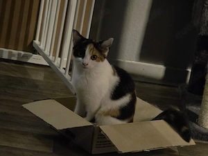 Kleine Bkh mix  Katze stella sucht ihre Dosenöffner 