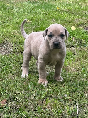 Cane Corso-Deutsche Dogge Weibchen