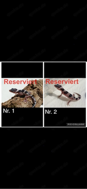 Junge Leopardgeckos 
