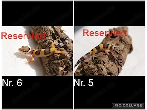 Junge Leopardgeckos  Bild 3