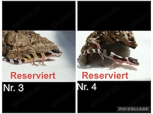 Junge Leopardgeckos  Bild 2