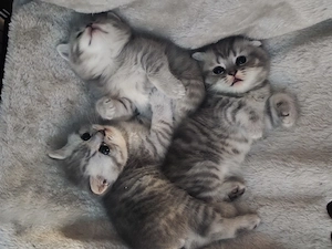 Reinrassige BKH Kitten 