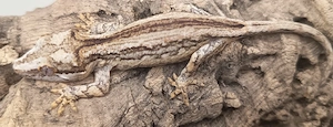 Höckerkopfgecko   Rhacodactylus Auriculatus 0.0.1