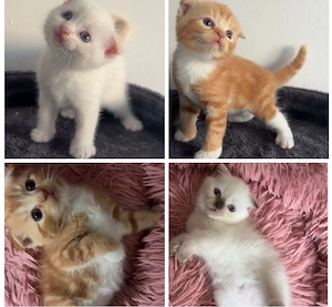 BKH mix Ragdoll Kitten suchen liebevolles Zuhause