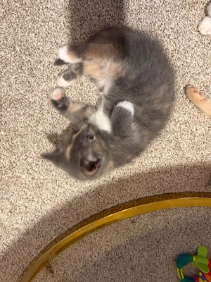 Süße Babykatzen