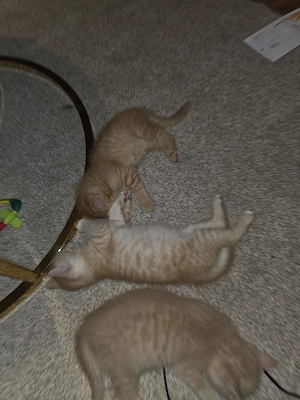Babykatzen 
