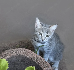 Kater getigert grau