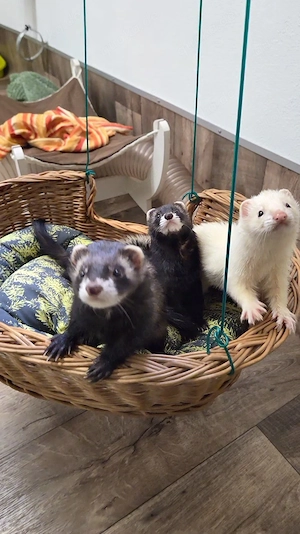 3 Frettchen Fähen suchen ein Zuhause