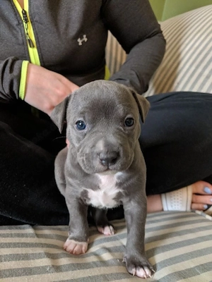 American Pitbull Terrier welpen