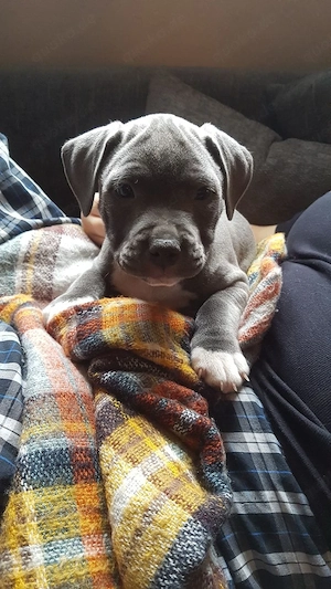 American Pitbull Terrier welpen