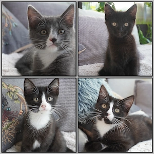 Bezaubernde Maine Coon Mix Kätzchen 
