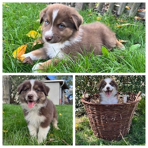 Reinrassige Australian Shepherd Welpen (Red Tri) suchen liebevolles Zuhause - abholbereit