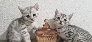  5 süße Kitten suchen liebevolles Zuhause