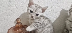 5 süße Kitten suchen liebevolles Zuhause Bild 2